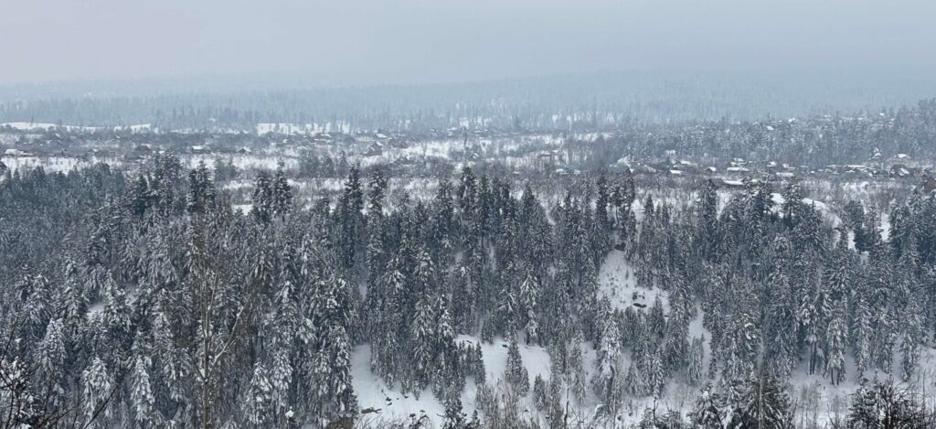 Picture snow and pine trees in kashmir