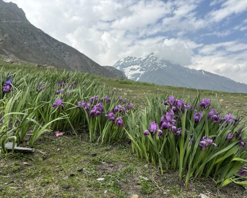 IMG_0540 image of some flowers in meadow in kashmir